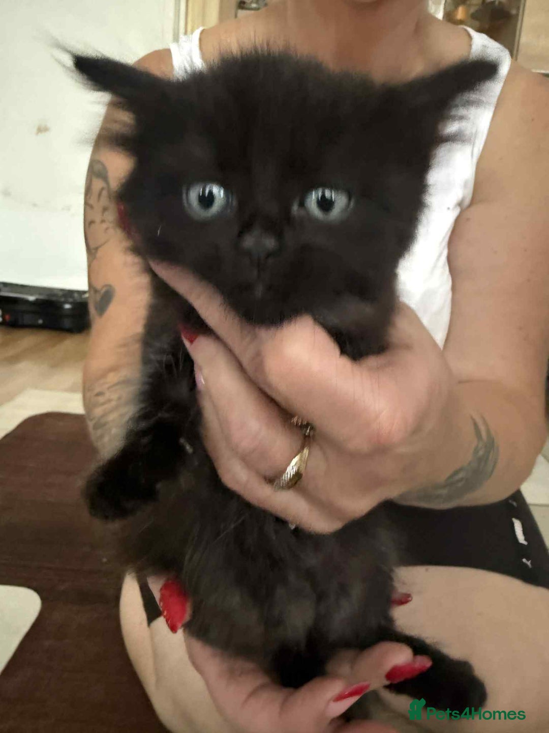 European cats for sale: Beautiful kittens  - Image 5