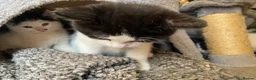 Mixed Breed cats for sale: Lovely kittens ready for new homes - Advert 3