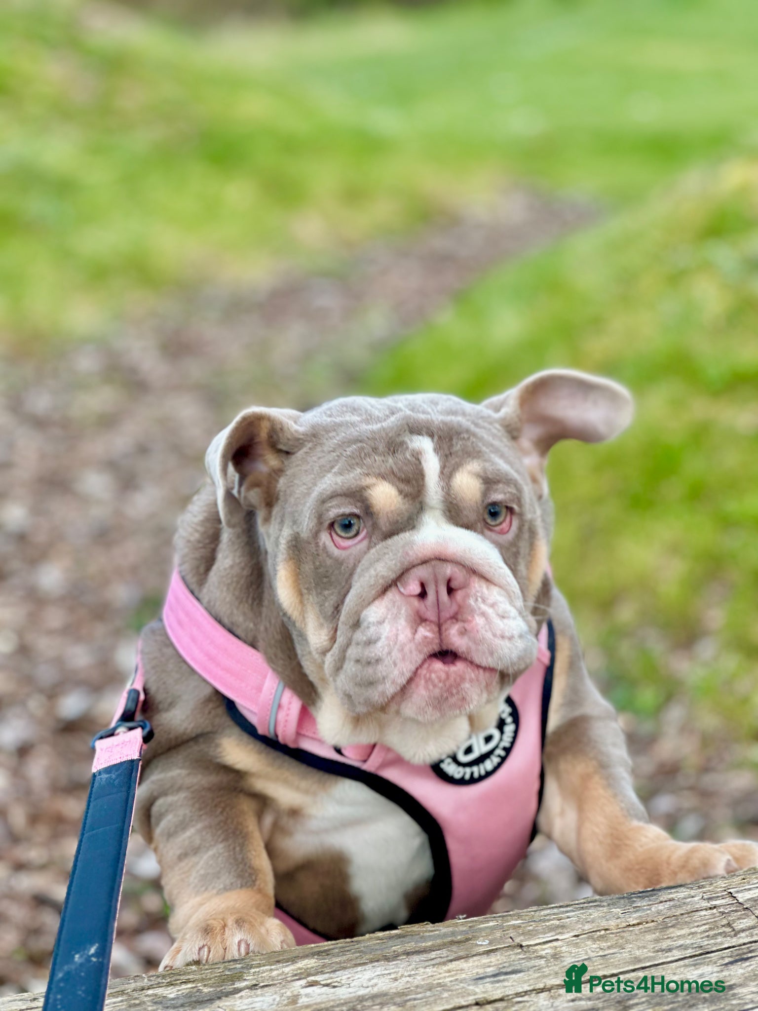 English Bulldog dogs for sale: 14 months old English Bulldog and 7 months old gir - Advert 12