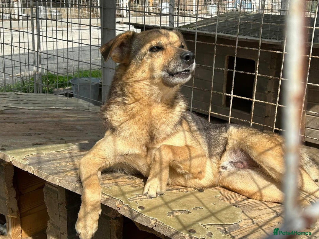 Mixed Breed dogs for adoption: Einstein - Norwich Norfolk  in Norwich - Image 19