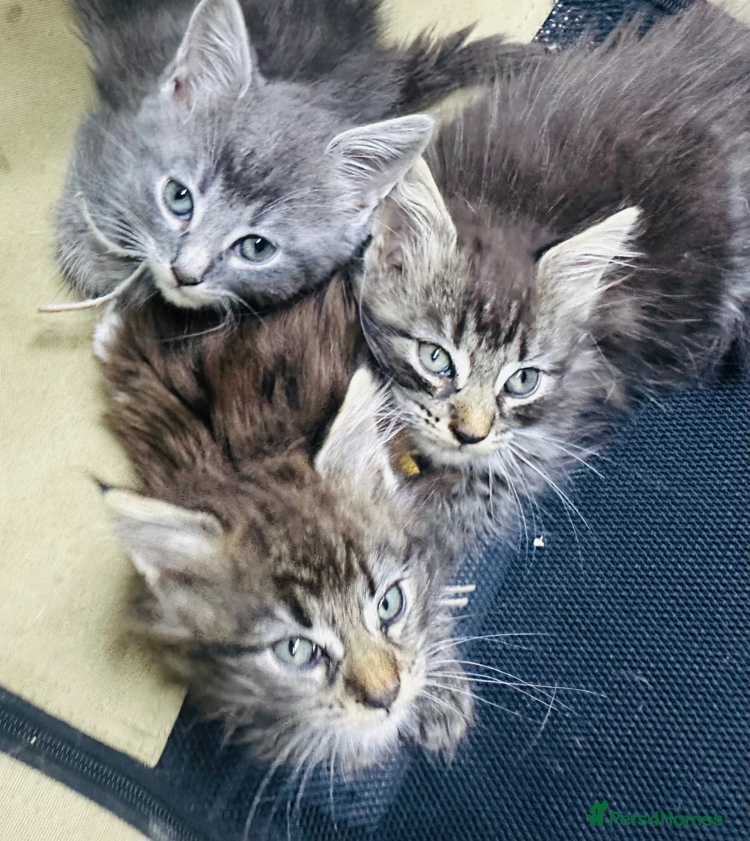 Maine Coon cats for sale: Mainecoons  - Advert 13