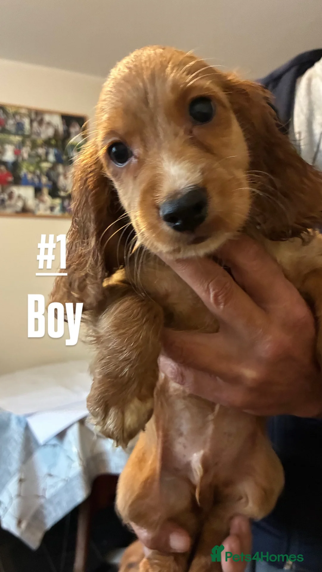 Cocker Spaniel dogs for sale: 6 Cute full of energy working cockers  - Advert 2