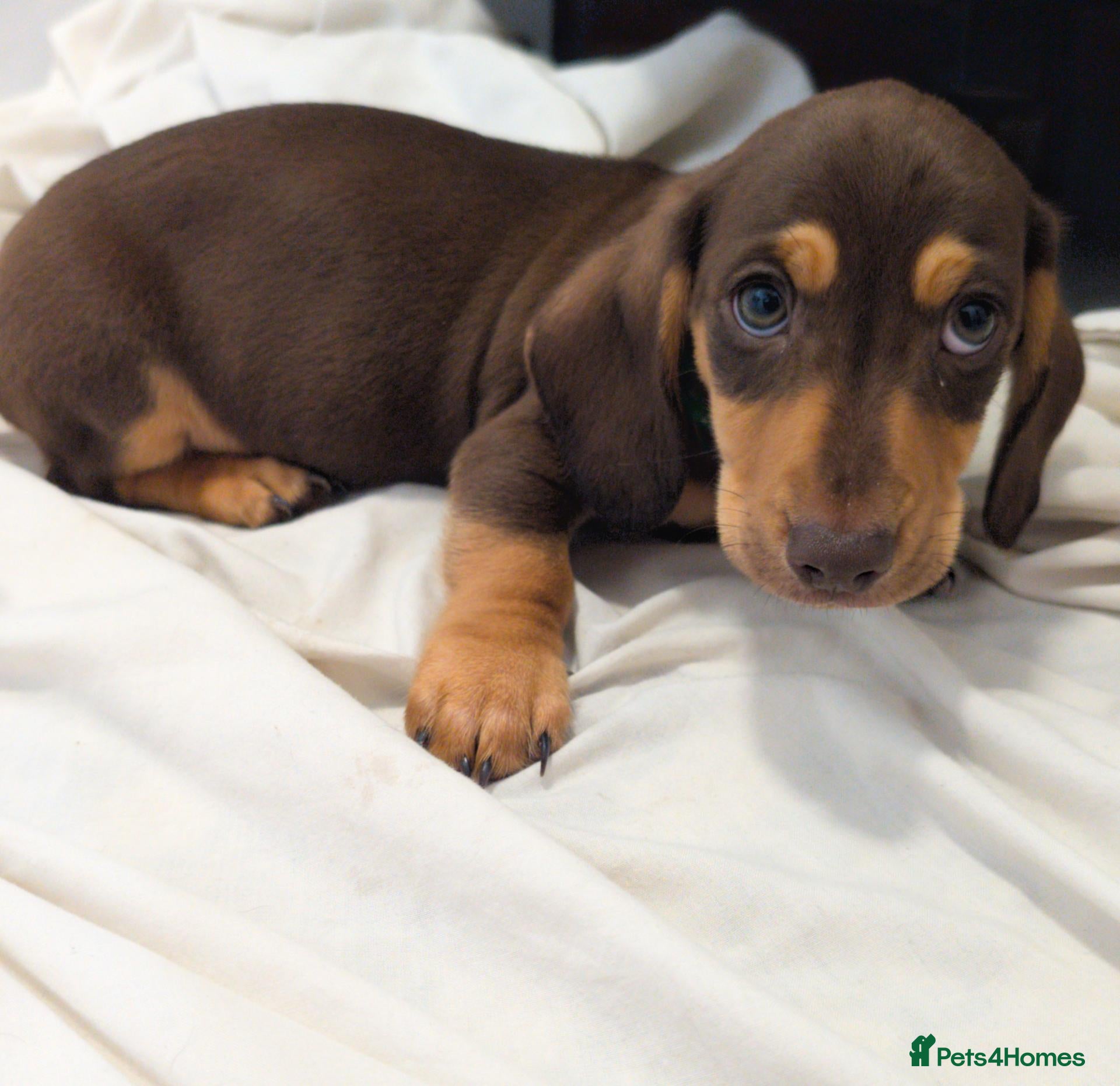 Miniature Dachshund dogs Ready to Go Beautiful miniature Dachshund  - Advert 1