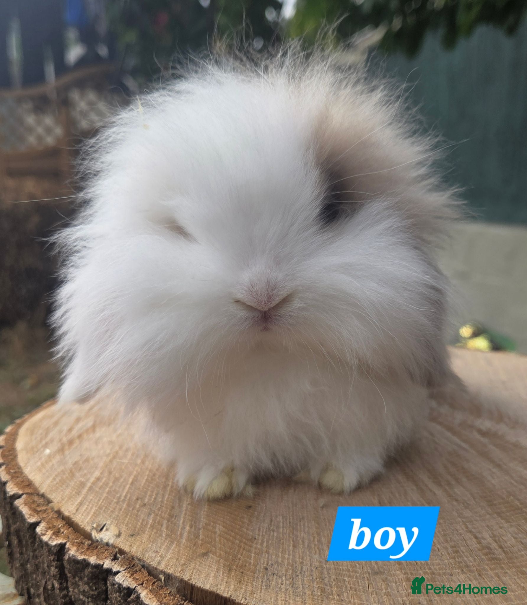 Angora rabbits  Super fluffy baby teddywidders  - Advert 2