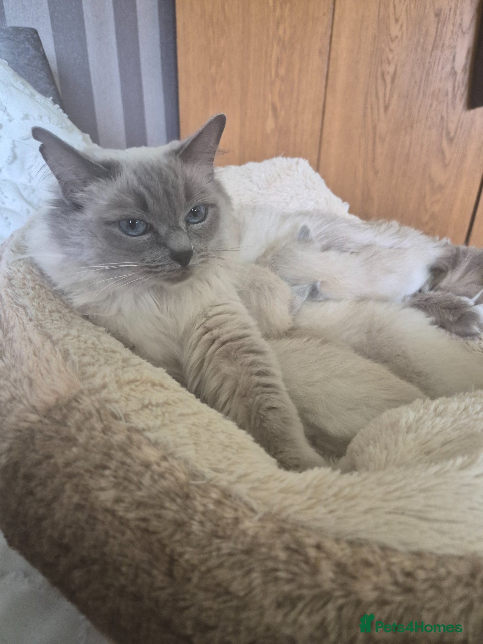 Ragdoll cats ✨ Beautiful Blue Point Ragdoll Kittens ✨ - Advert 2