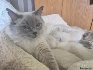 Ragdoll cats ✨ Beautiful Blue Point Ragdoll Kittens ✨ - Advert 2