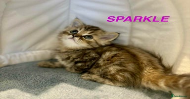 Persian cats - Advert 3