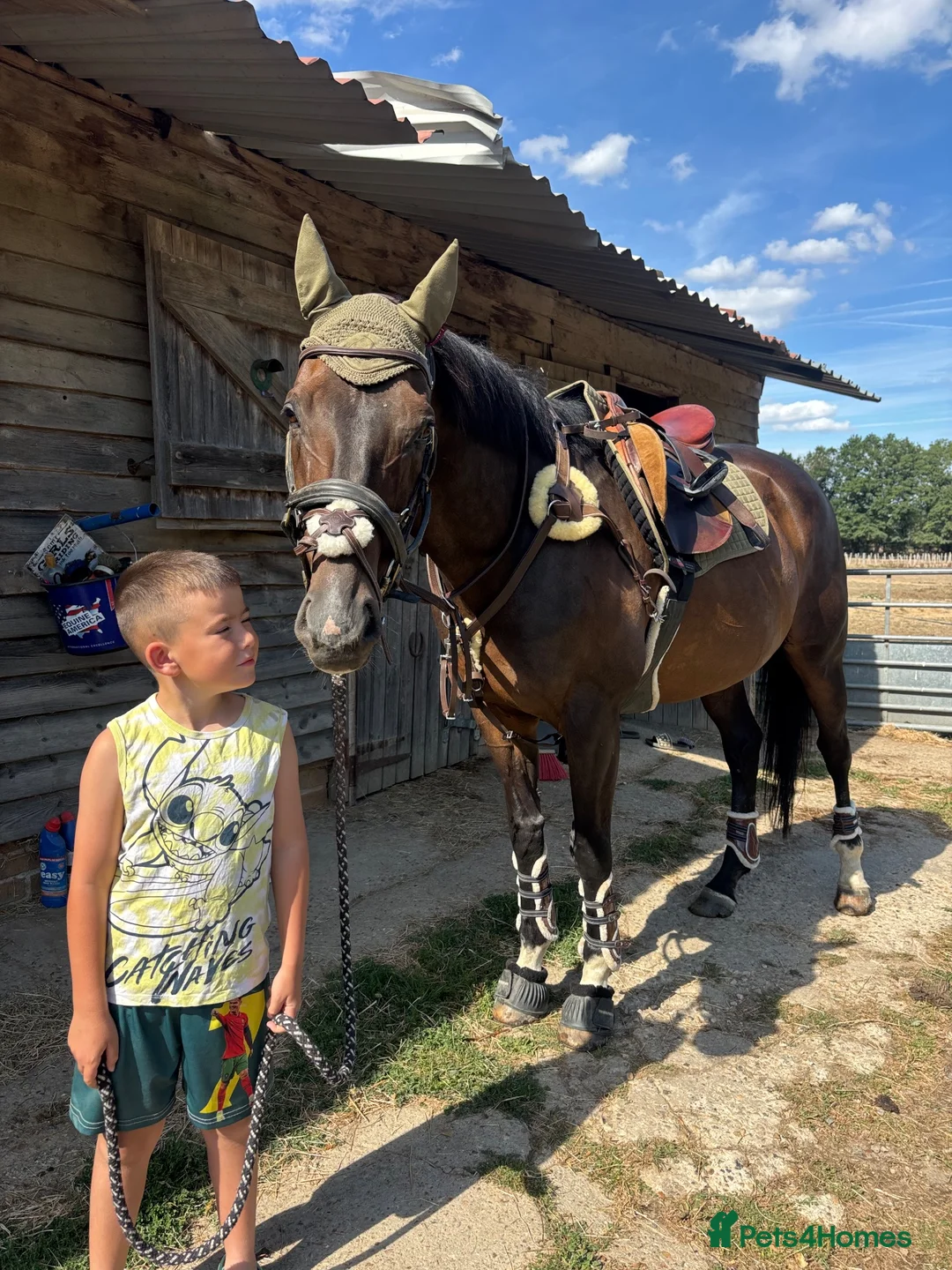 English Thoroughbred horses for sale: True confidence giver  - Advert 19