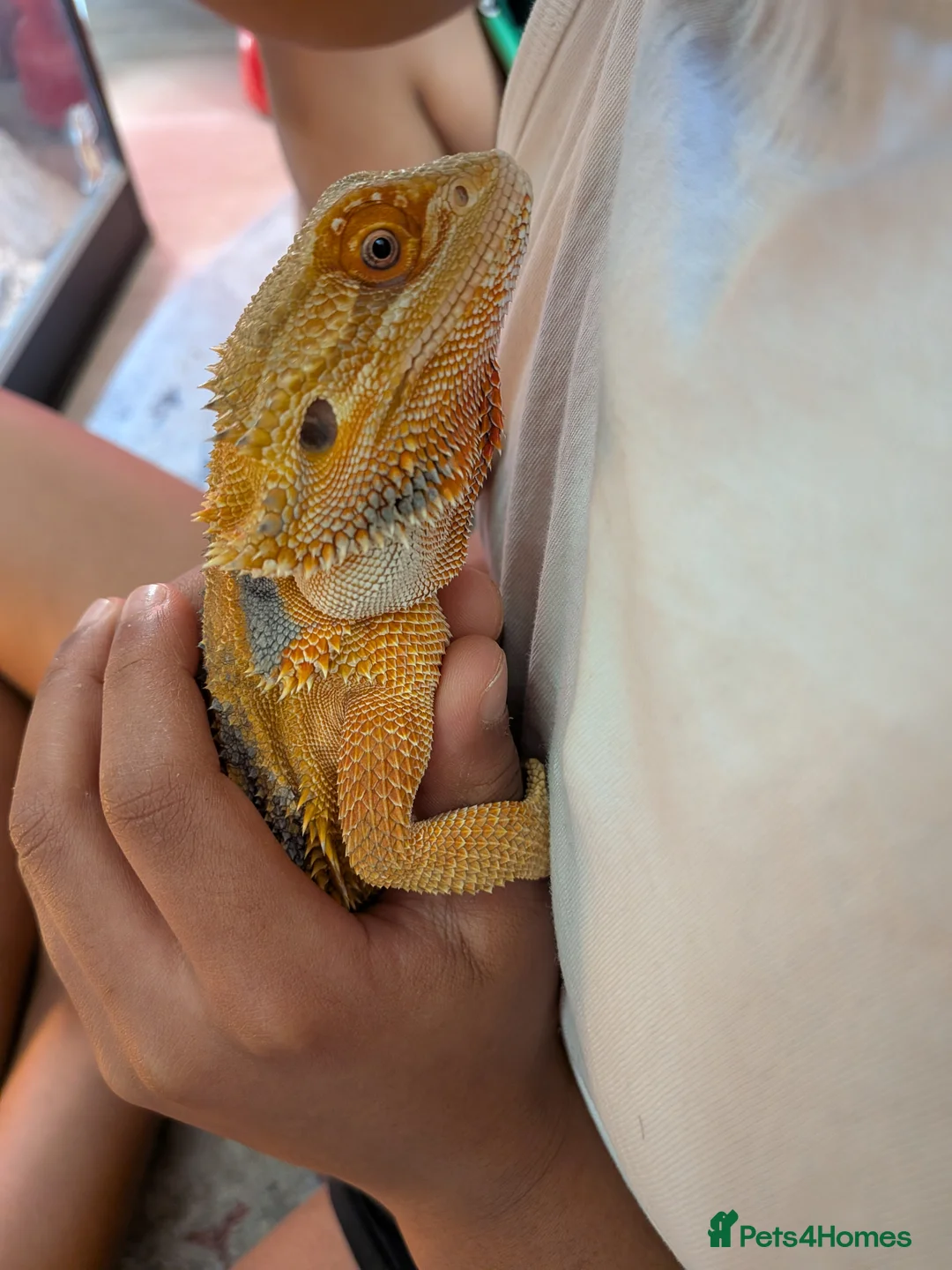 Bearded Dragon reptiles for sale: Beardie  - Advert 4