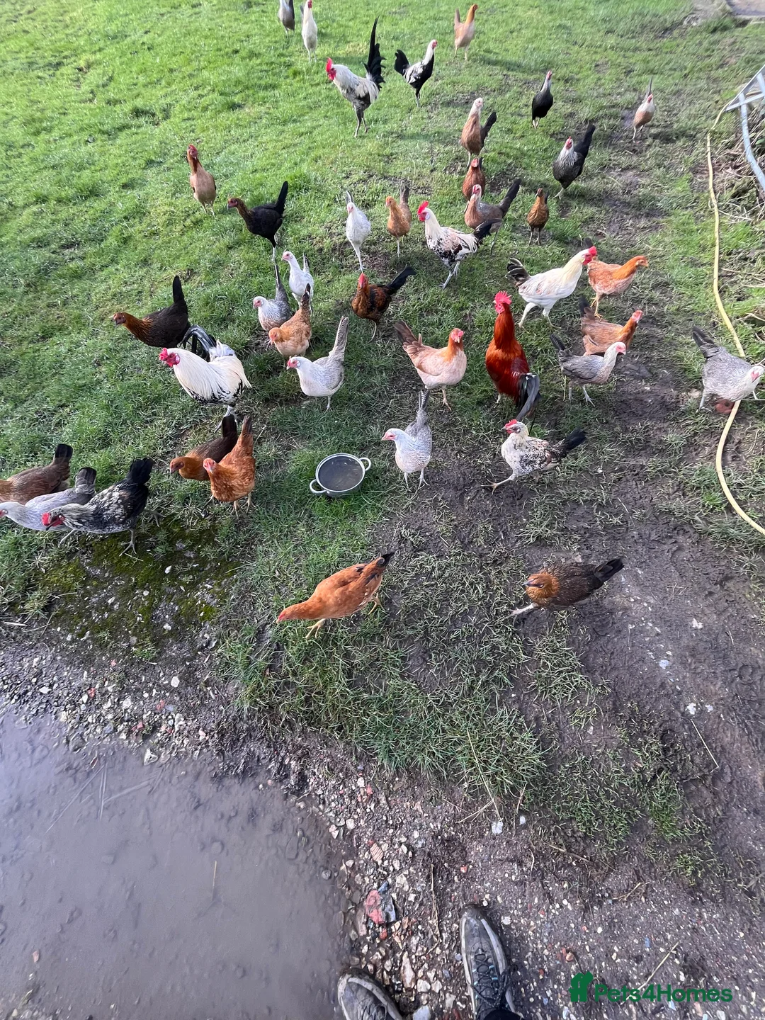 Chickens poultry for sale: mixed game birds  - Advert 3