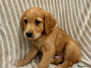 Golden Retriever dogs - Advert 6