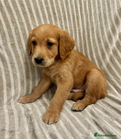 Golden Retriever dogs - Advert 4