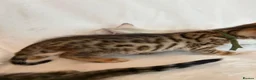 Bengal cats for sale: Stunning Pure Bengal Kittens Ready For Reservation - Advert 17