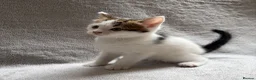 Mixed Breed cats for sale: Adorable Kittens Looking for Their Forever Home - Advert 3