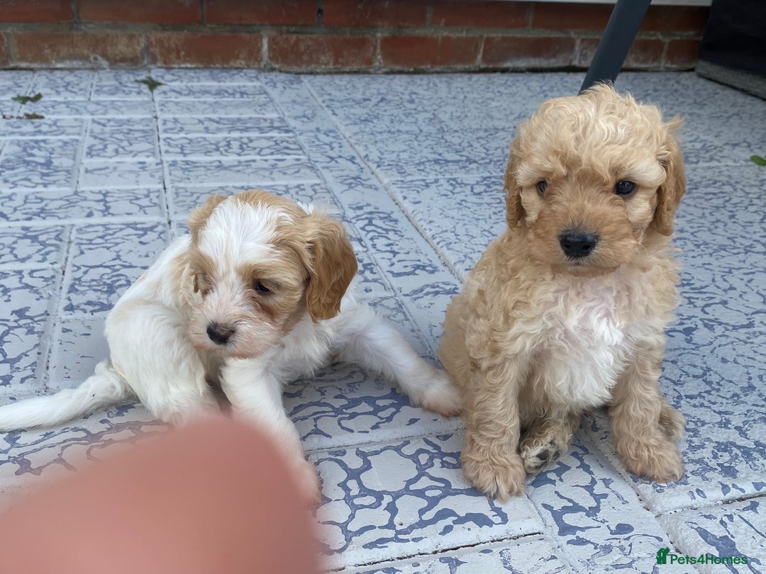 Cavapoo dogs for sale: Cavapoo Puppies - Image 9