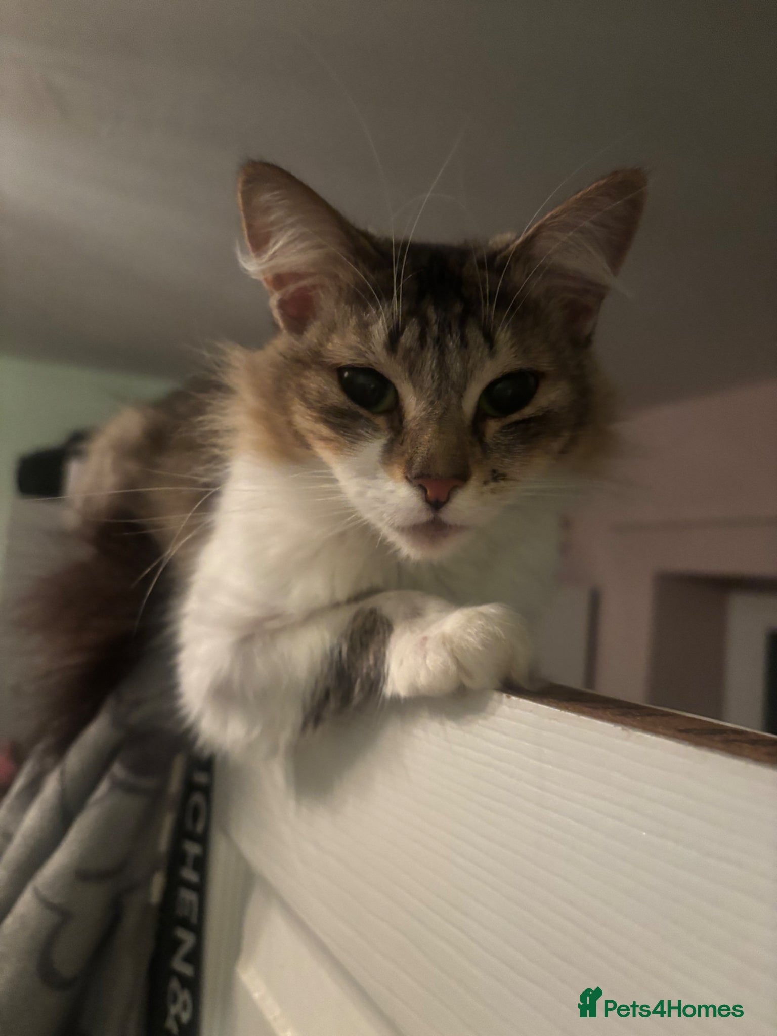 Mixed Breed cats Meet Minnie  - Advert 2