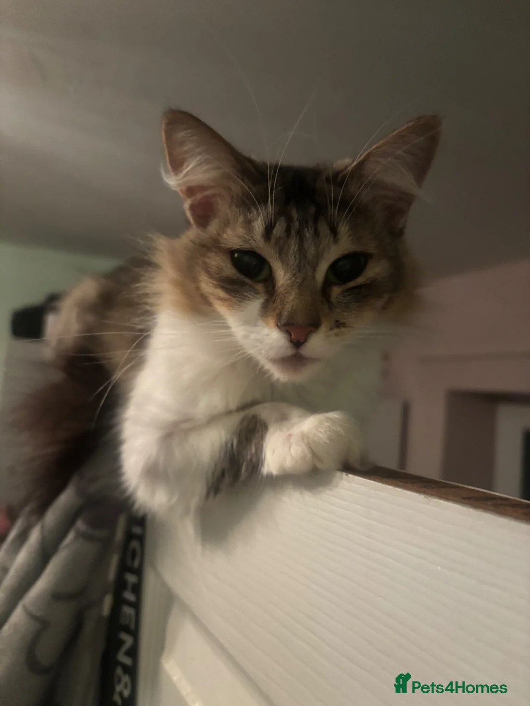 Mixed Breed cats for sale: Meet Minnie  in Southampton - Advert 1