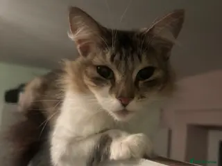 Mixed Breed cats Meet Minnie - Advert 1