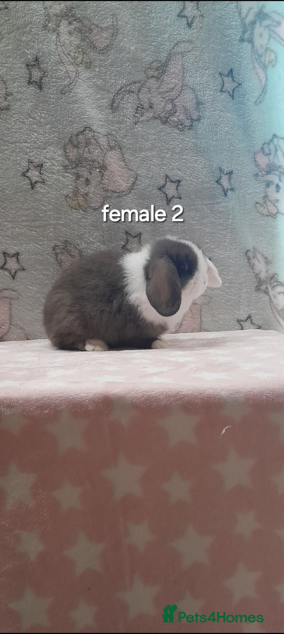 Mini Lop rabbits Stunning purebred mini lops  - Advert 1