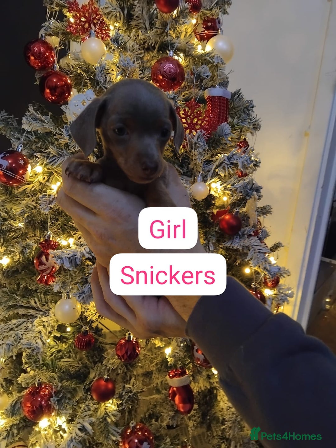 Dachshund dogs for sale: Last 6 stunning boys left. - Advert 8