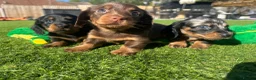 Miniature Dachshund dogs for sale: ✨MINI DACHSHUND LONG HAIR ✨👑 KC 👑 - Advert 5