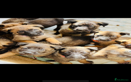 Belgian Shepherd Dog dogs for sale: Skye x Nines very last litter ever! 3B &7G  - Image 2