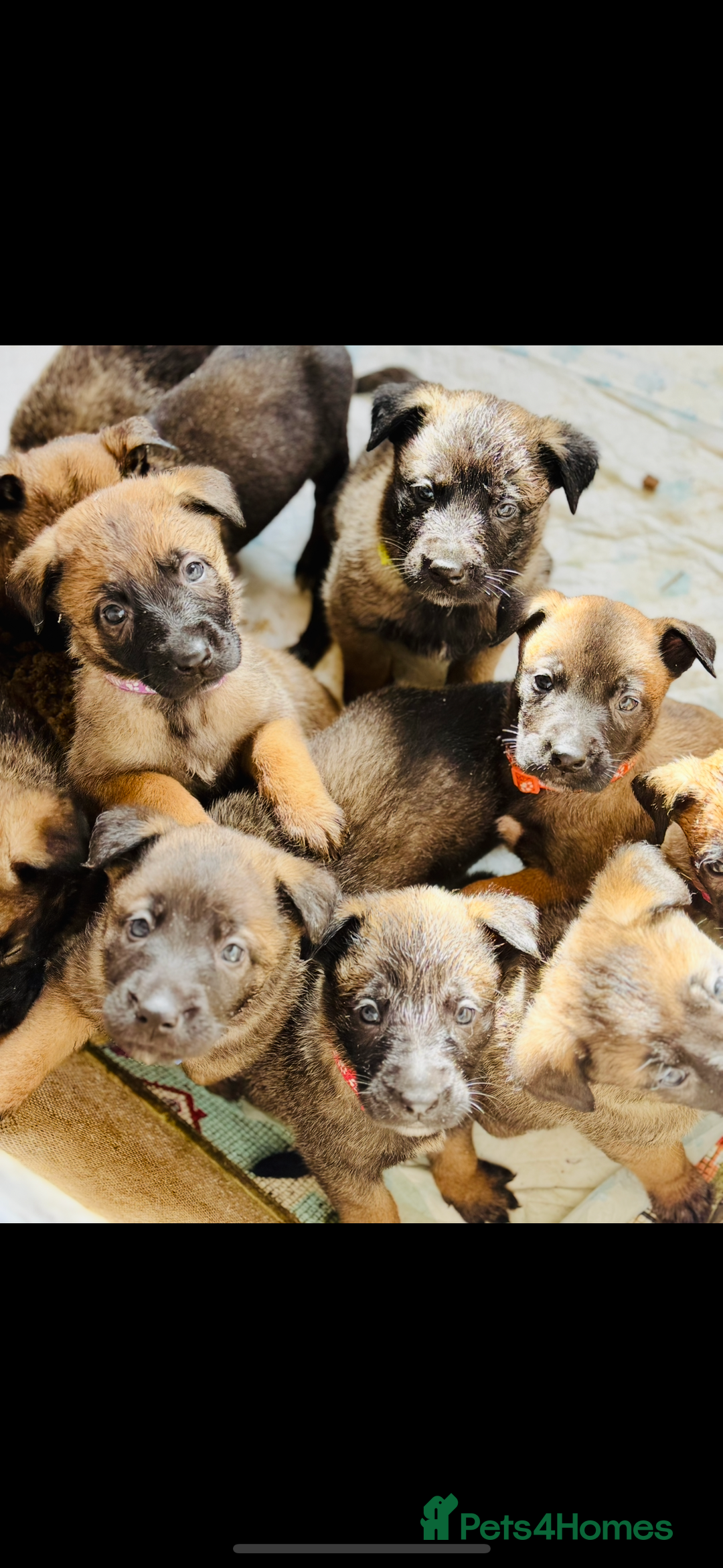 Belgian Shepherd Dog dogs for sale: Skye x Nines very last litter ever! 3B &7G  - Image 2