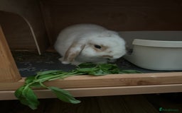 Mini Lop rabbits for sale: Mini lop bunnies  - Image 5