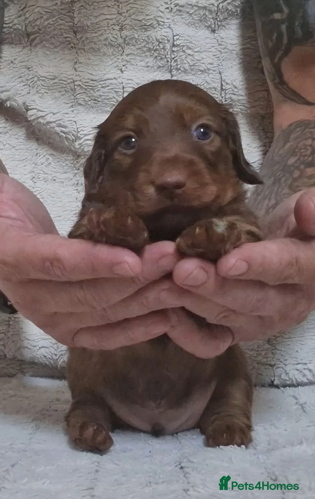 Dachshund dogs for sale: Dachshund puppies - Advert 8