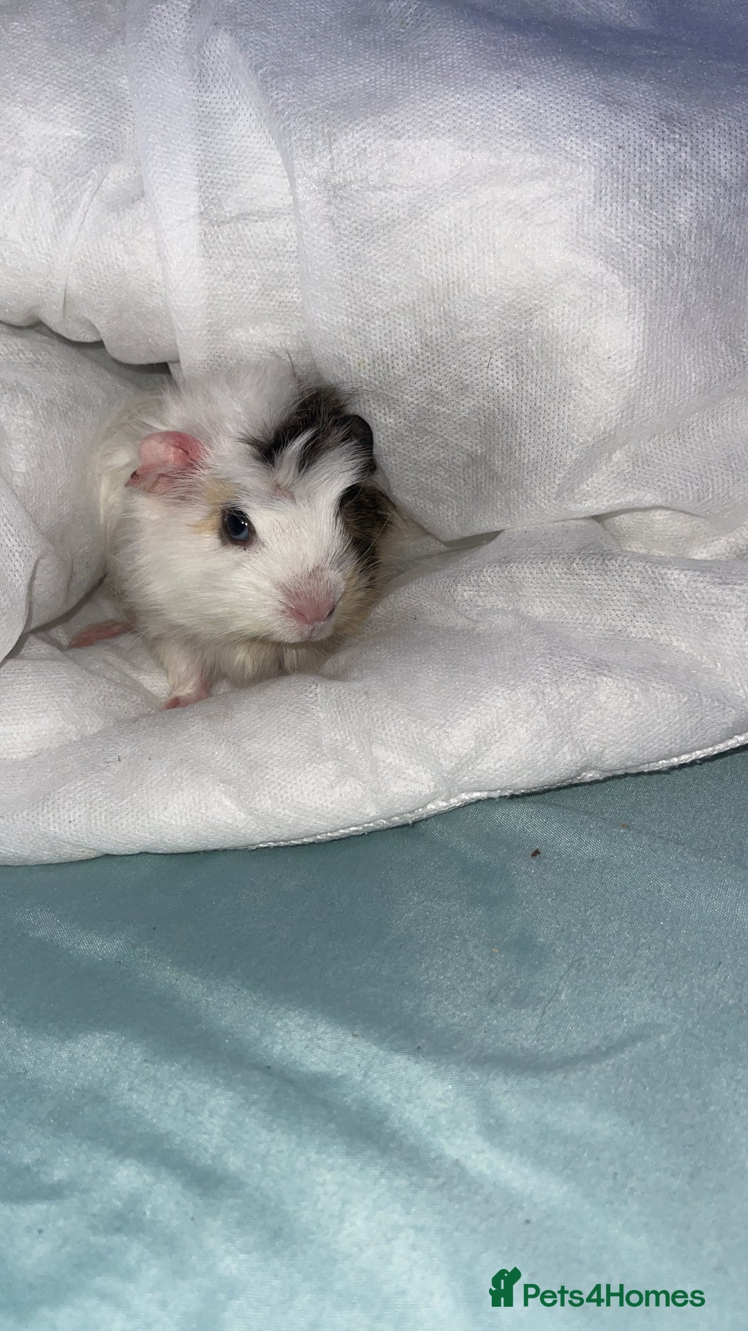 Guinea Pig rodents for sale: Cookie - Advert 5