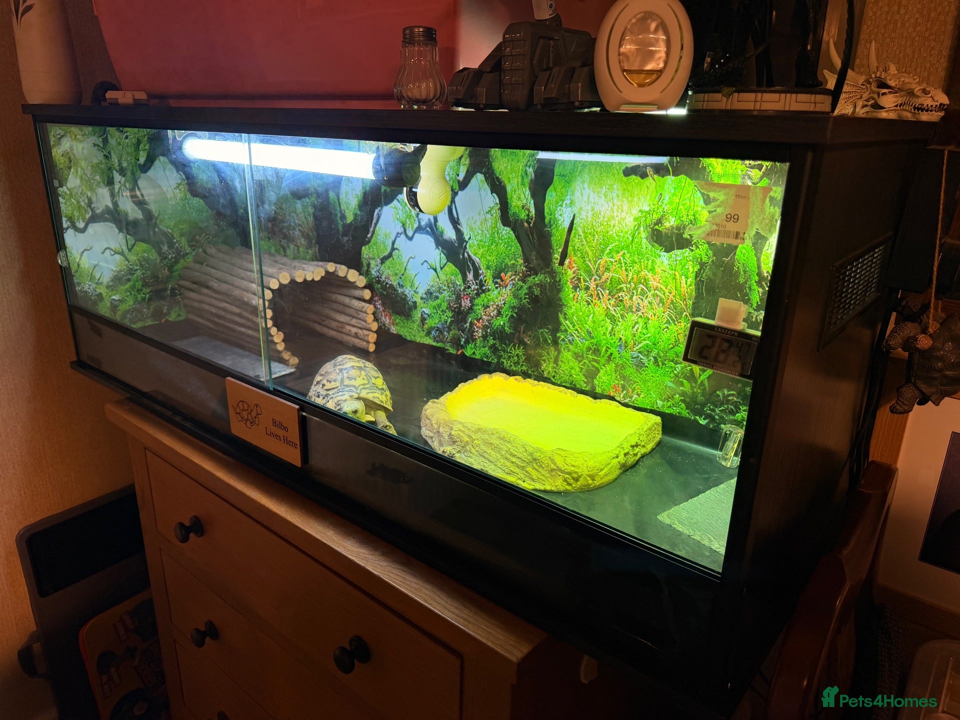 Tortoise reptiles for sale: 5yo Leopard tortoise - Advert 4