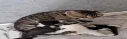 Mixed Breed cats for sale: Kittens ready for homes, tabby, white, black - Advert 11