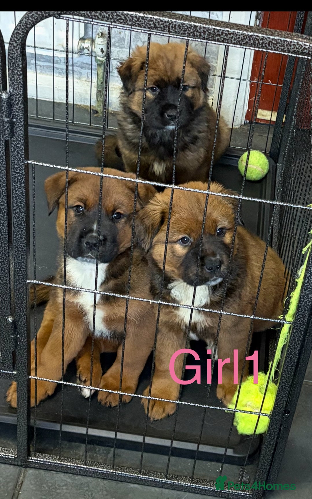 Mixed Breed dogs for sale: Akita x Rottweiler  - Advert 3