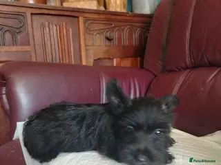 Scottish Terrier dogs Ready to go Scottish terrier puppies available - Advert 2