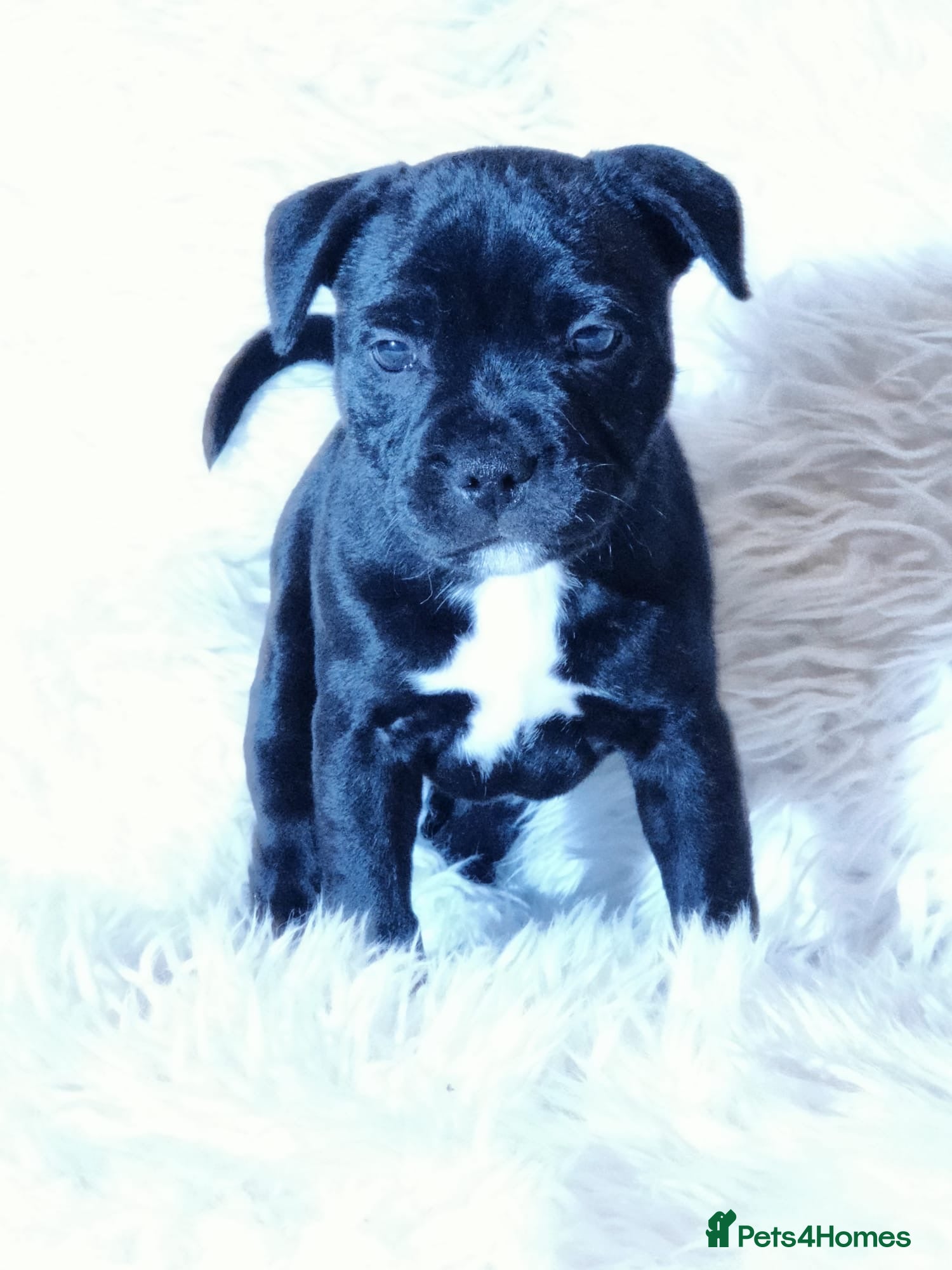 Staffordshire Bull Terrier dogs Extensively Health Tested KC S.B.T - Advert 2