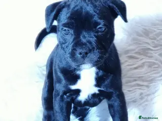 Staffordshire Bull Terrier dogs Extensively Health Tested KC S.B.T - Advert 2