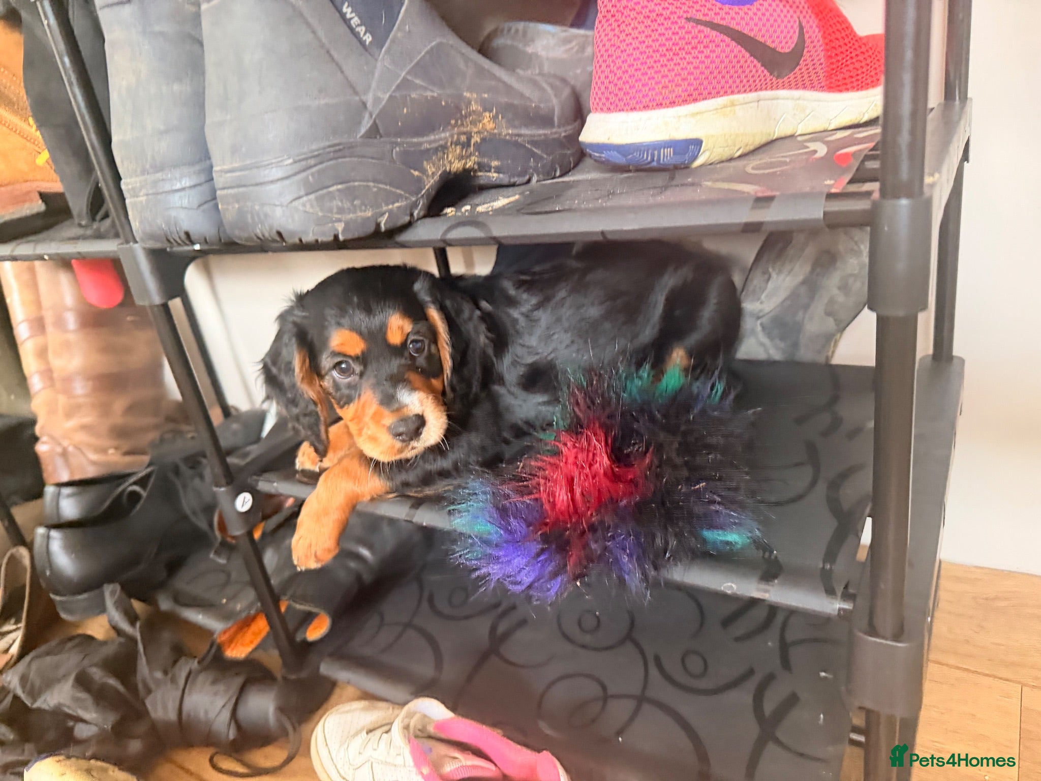 Cocker Spaniel dogs *ONE Tri colour girl left* Working Cocker Spaniel - Advert 1