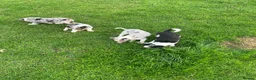 Border Collie dogs for sale: 7 beautiful border collies  - Advert 5