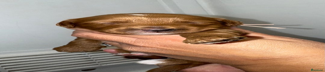 Australian Labradoodle Puppy 2