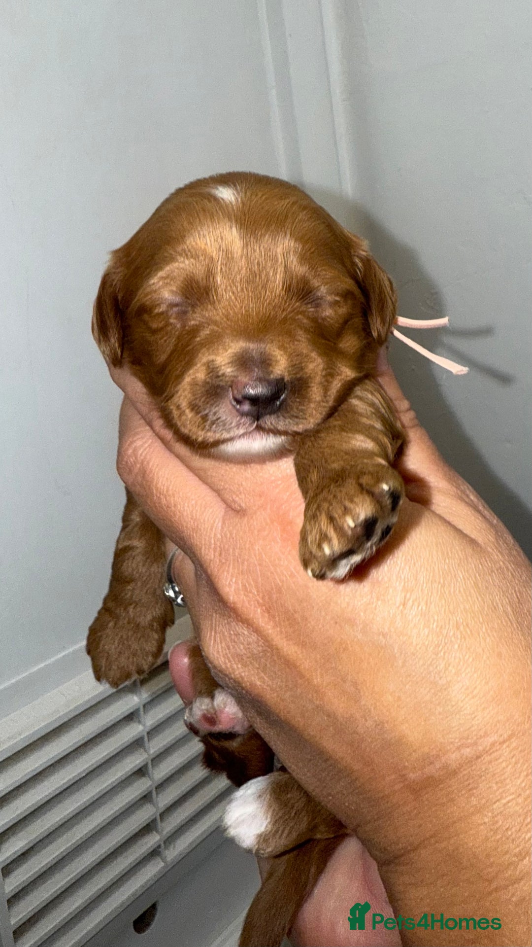 Australian Labradoodle dogs for sale: Stunning Labradoodle puppies - Advert 7