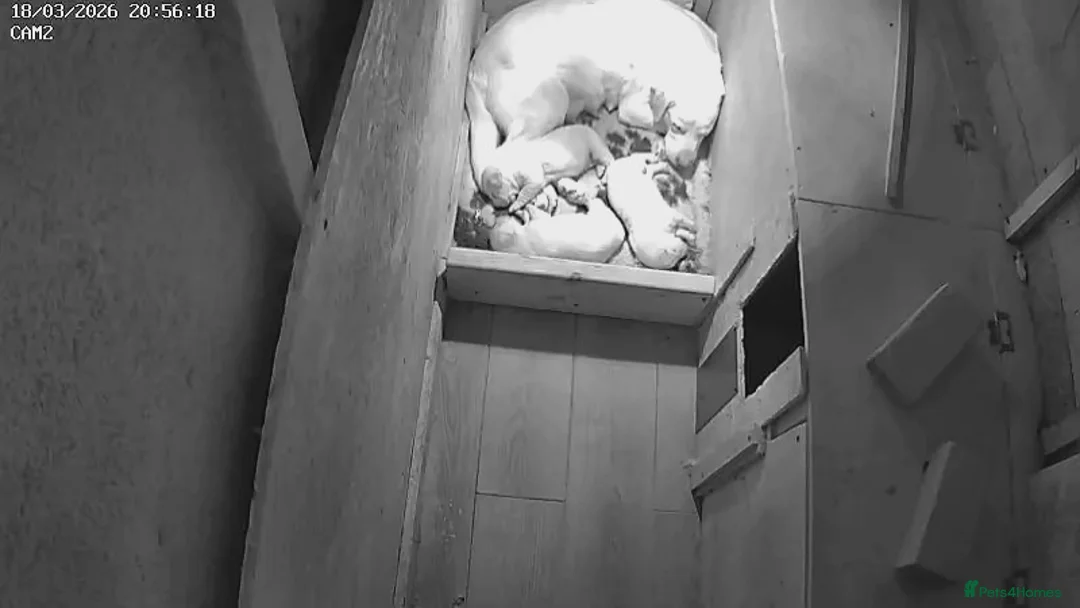 Labrador Retriever dogs for sale: Labrador boy pups - Advert 1