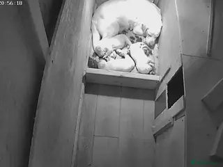 Labrador Retriever dogs Labrador boy pups - Advert 1