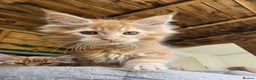 Maine Coon cats for sale: Maine Coon babies  - Advert 4