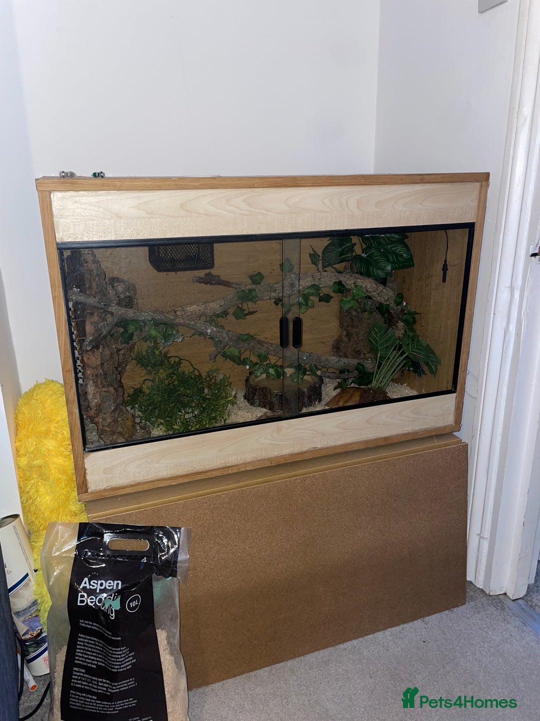 Corn Snake reptiles for sale: Corn Snake and Full Setup (£3), URGENT REHOMING - Image 3