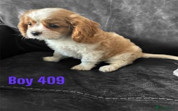 Cavalier King Charles Spaniel dogs for sale: CAVALIER KING CHARLES PUPPIES DNA CLER - Image 6