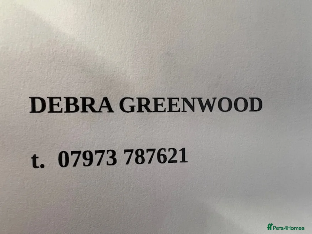 Irish Wolfhound dogs for sale: STUNNING FEMALE IWH PUPPIES FOR SALE - Advert 2