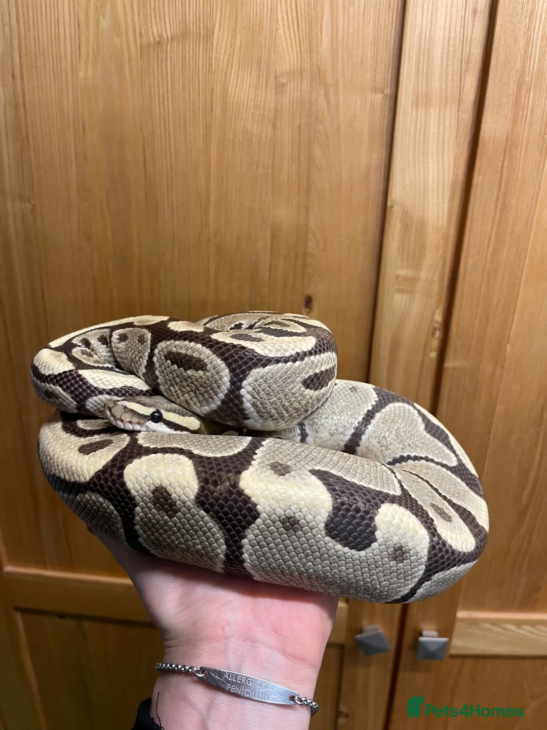 Python Snake reptiles for sale: Sweet-natured Desert Ghost Royal Python - Advert 2