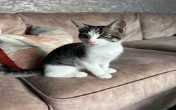 Mixed Breed cats for sale: Active and friendly kitten - Image 4