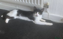 Mixed Breed cats for sale: Black and White Tiny Cat  - Image 3