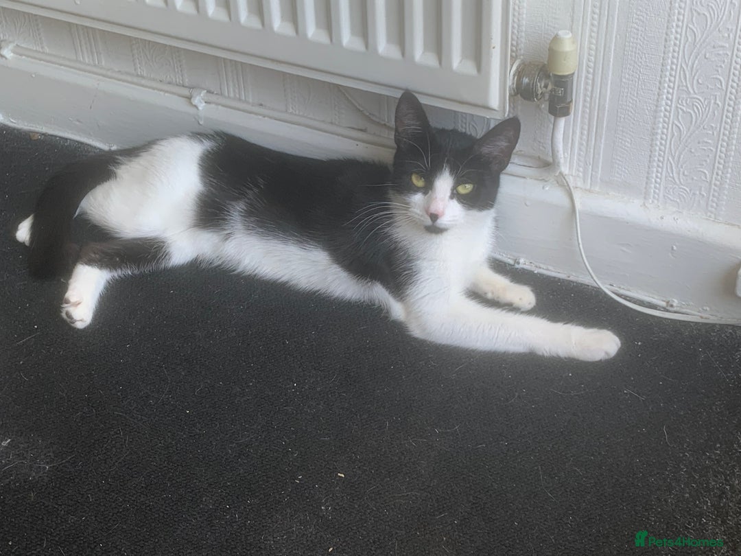 Mixed Breed cats for sale: Black and White Tiny Cat  - Image 3